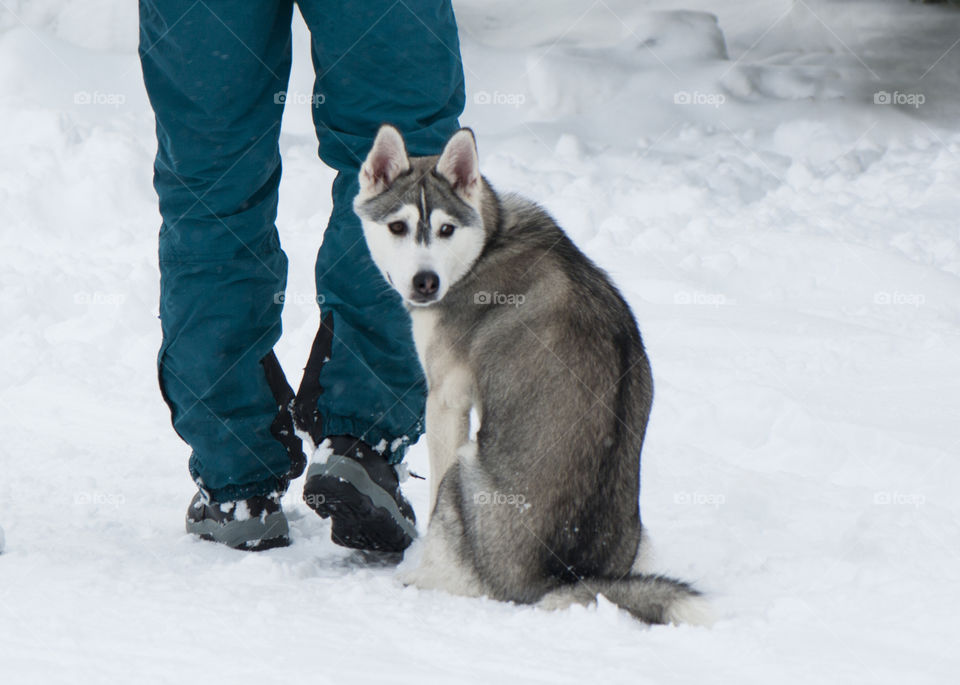 winter holidays. skating on dogs, sledding, snowboarding,