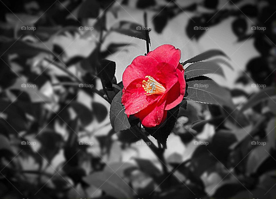 Black and white Camelia foliage with bright red flower with yellow stamen.