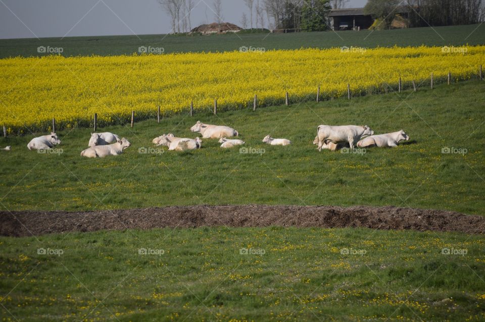 Canola Fields of France