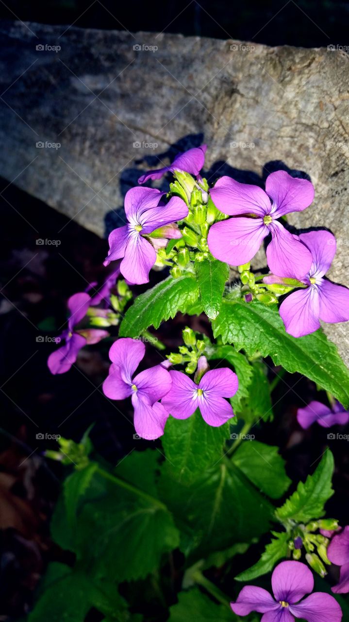 Common Blue Violet, Viola sororia Spring  Flowers (advertising layout)