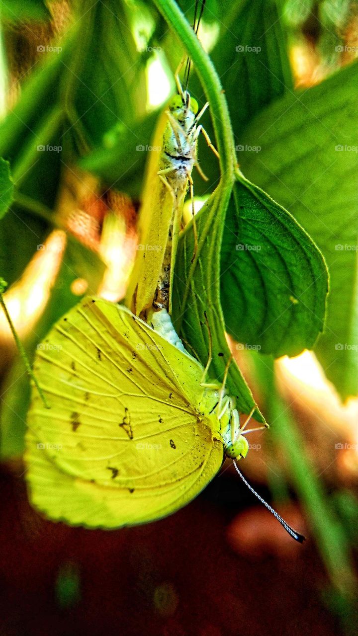 A pair of yellow butterflies are making love.