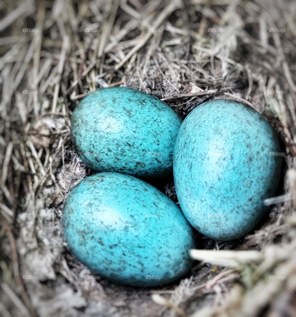 Blue eggs 