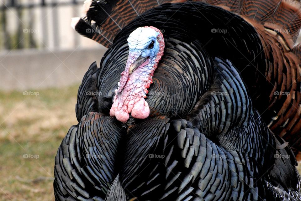 A turkey walking around the zoo grounds