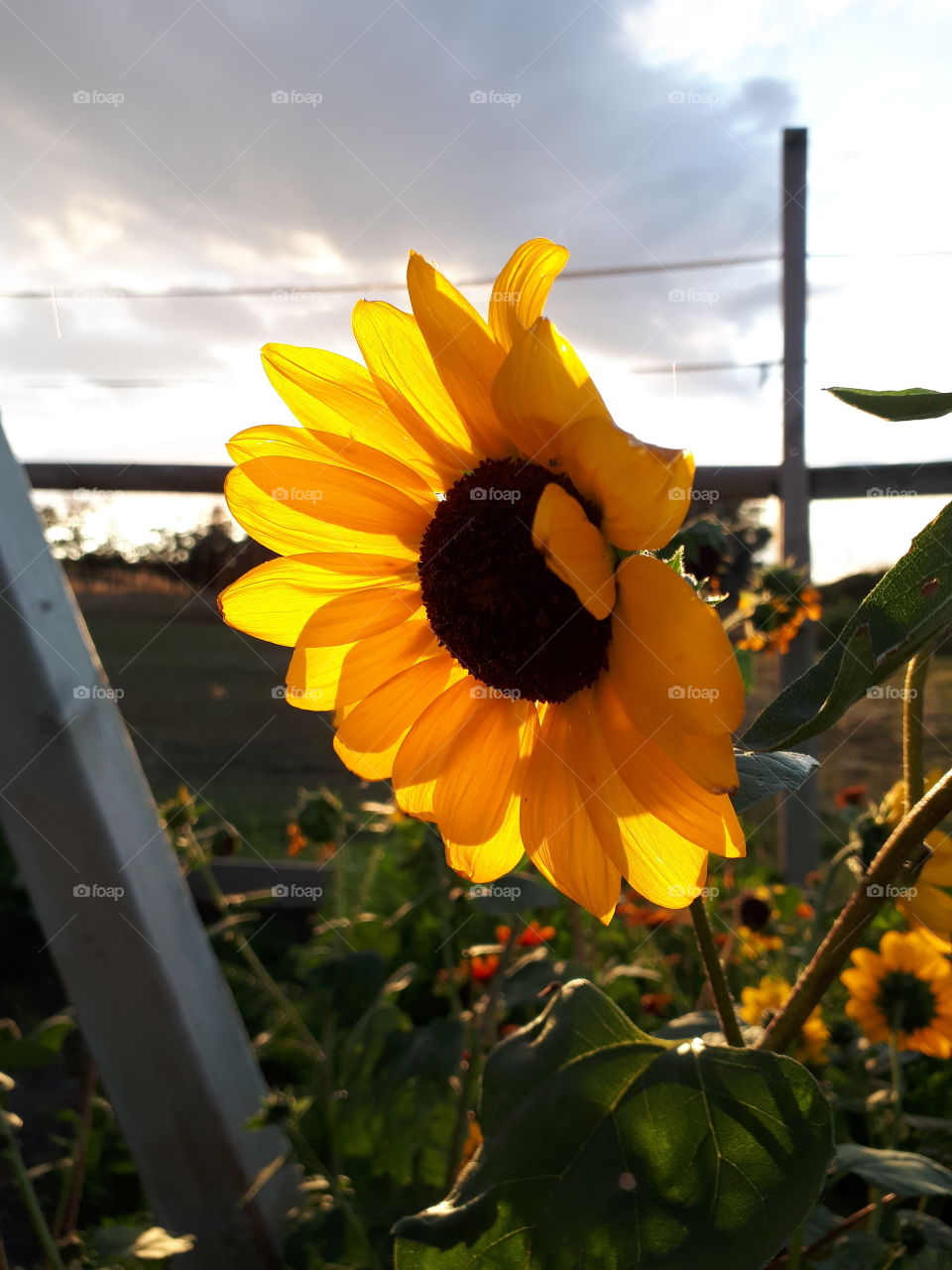 Golden sunshine sunflower, in the sun setting light.