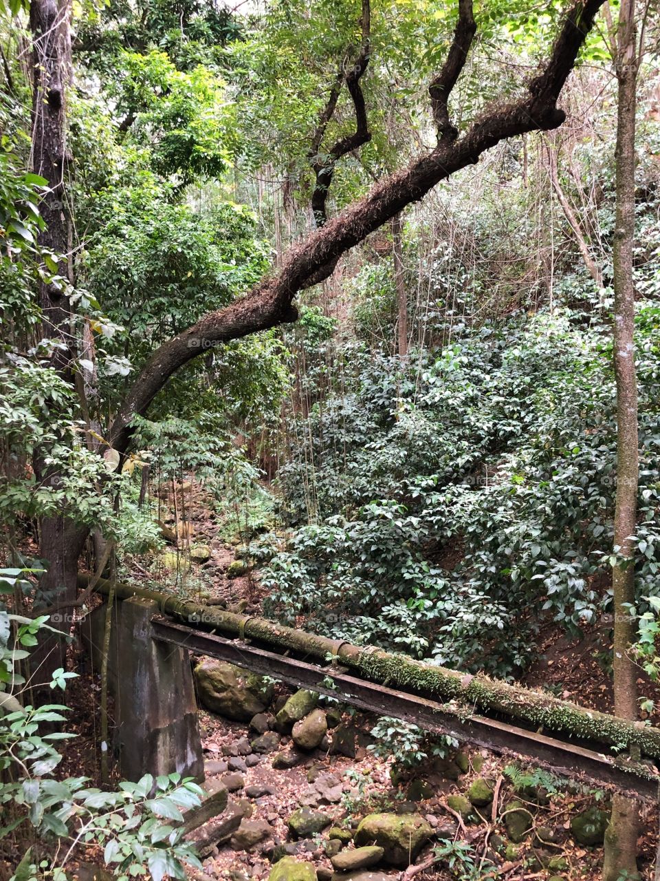 Jungles of Saint Kitts, USVI