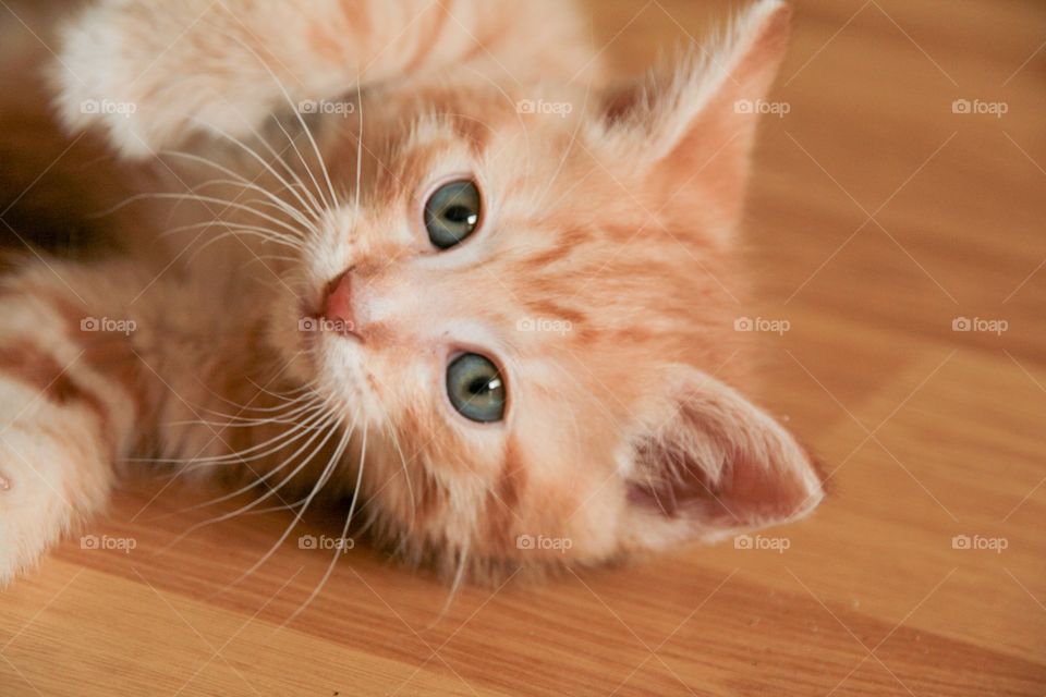 A cat lying on floor