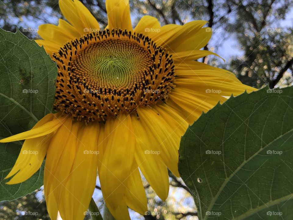 Mammoth sunflower