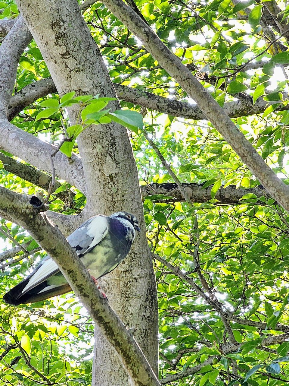 Common wood pigeon wildlife at Hong Kong Victoria Park