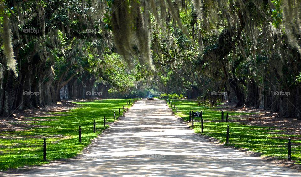 Boone Hall. Picture taken at Boone Hall Plantation, United States