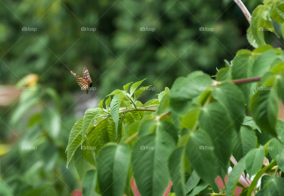 Perch for a while and then fly away is the game they play... butterfly flying