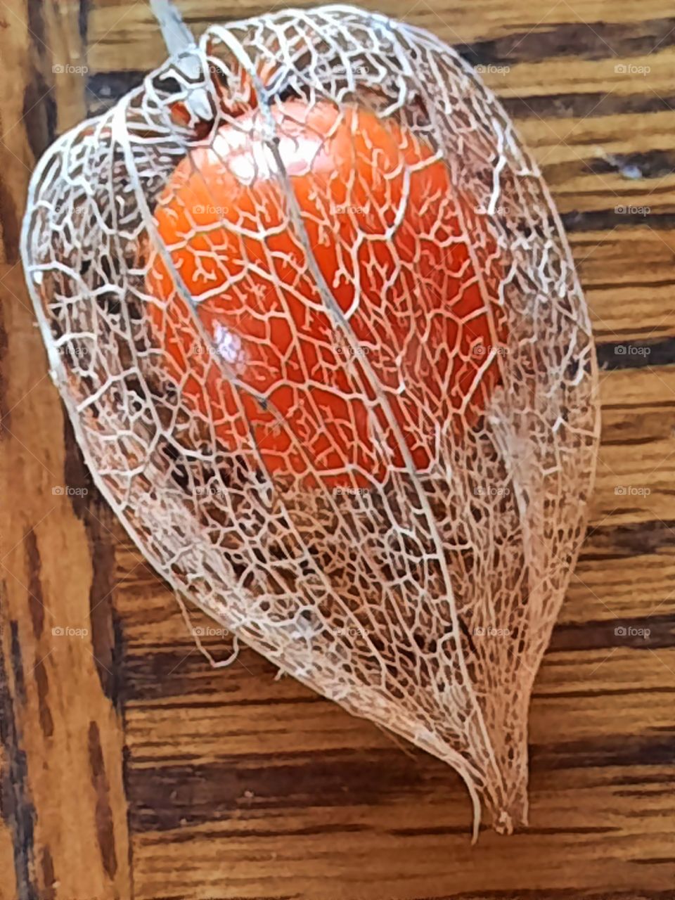 struture of dried physalis fruit