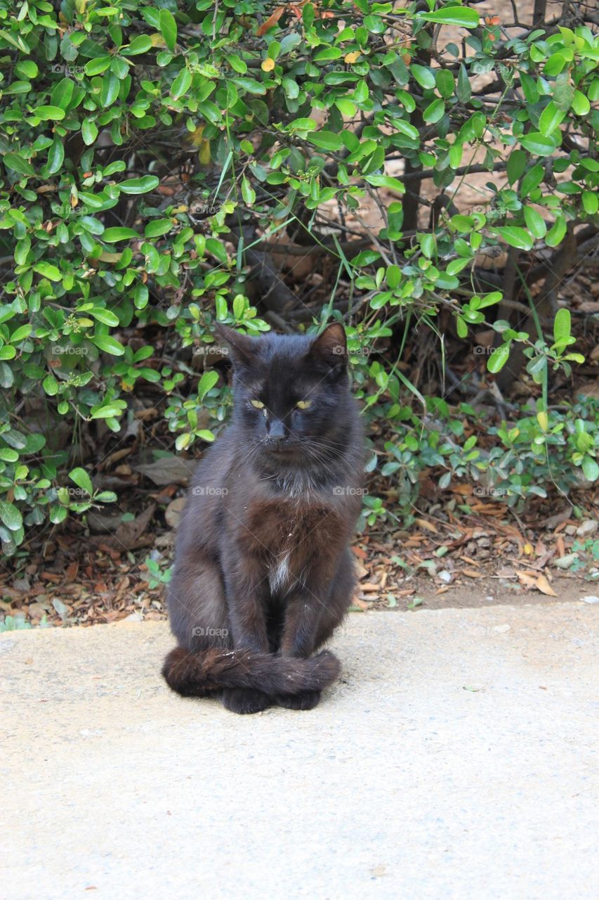 Black stray cat