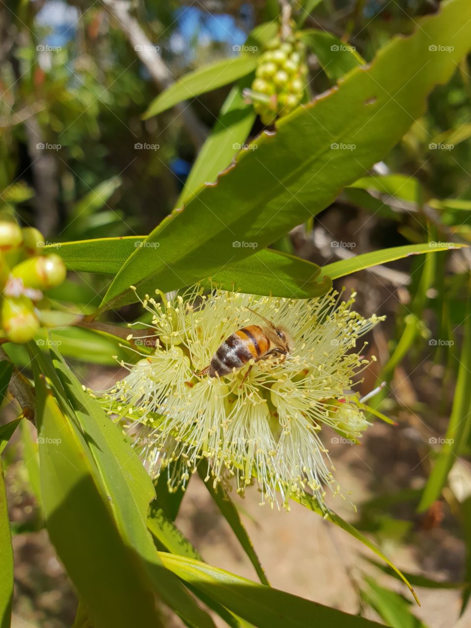 Bee pollinating