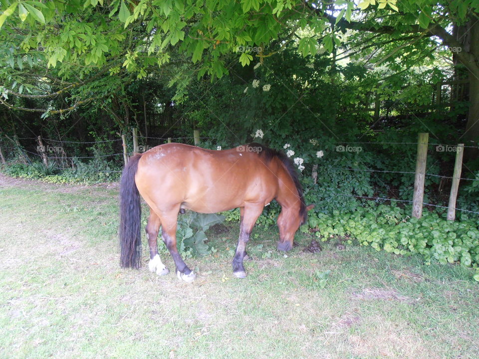 Brown Horse Eating