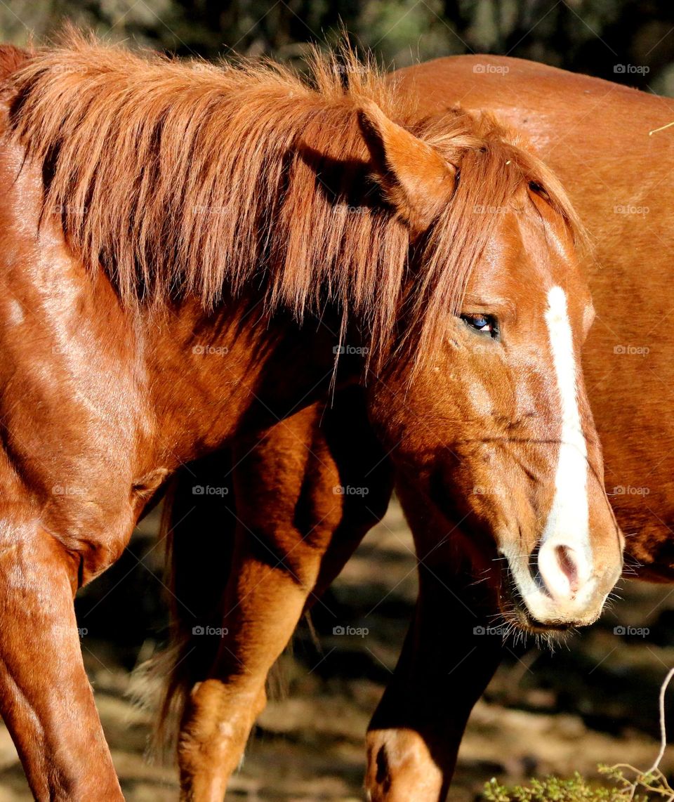 Salt River Wild Horse in Arizona