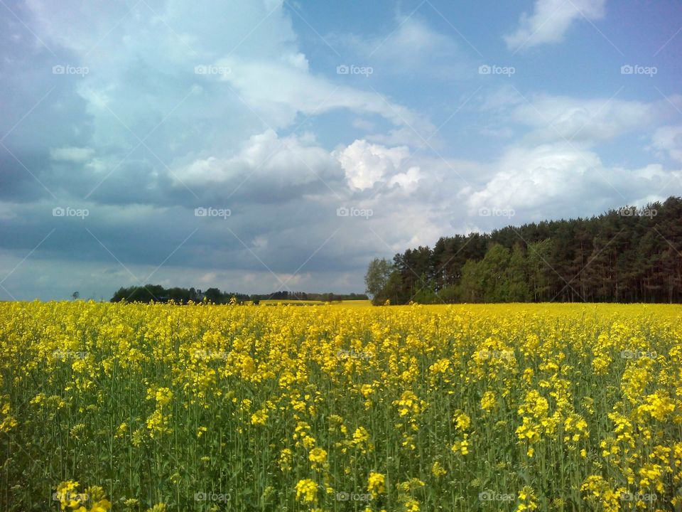 Flowers in field