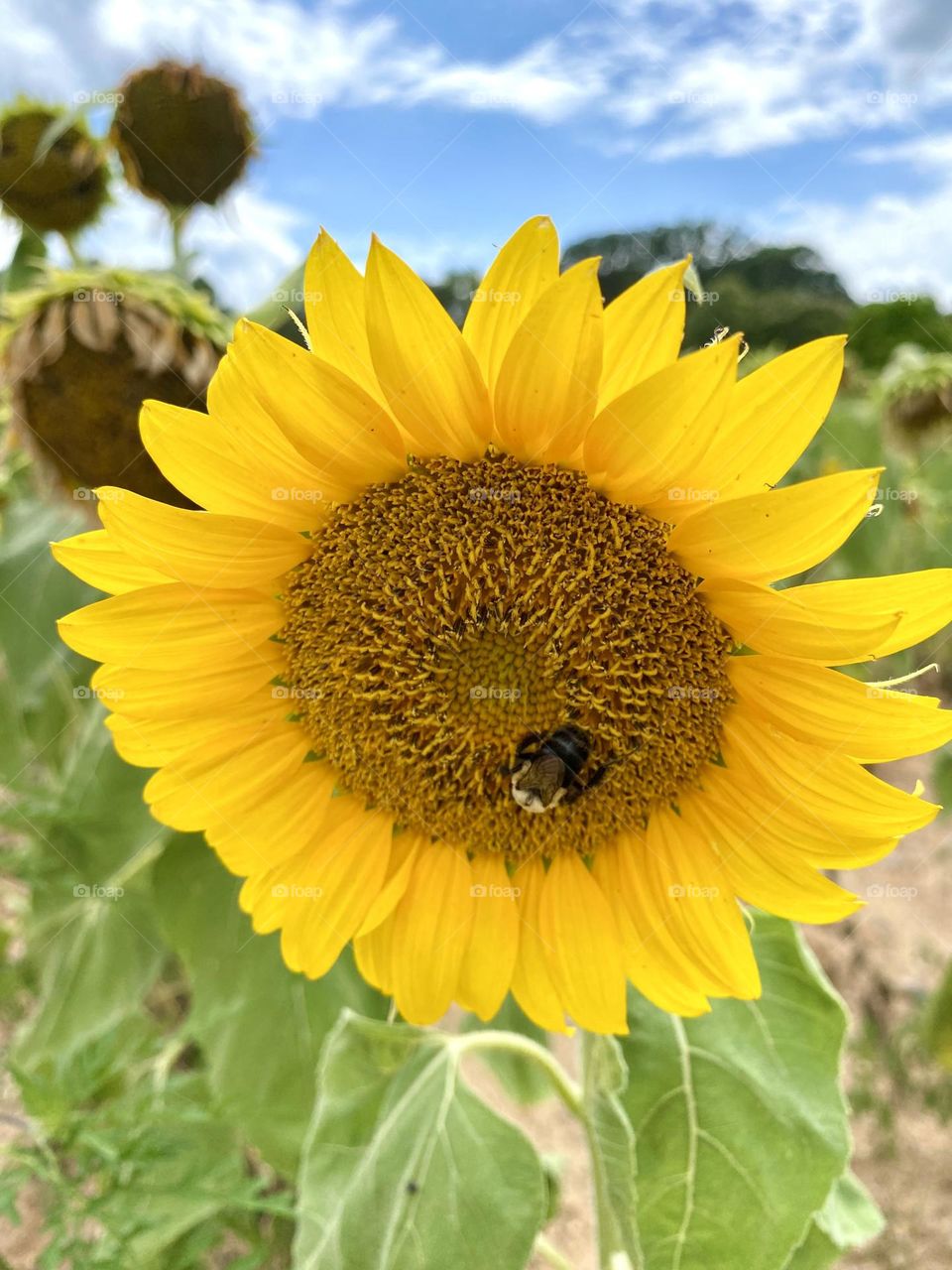 Yellow sunflower with bumble bee 