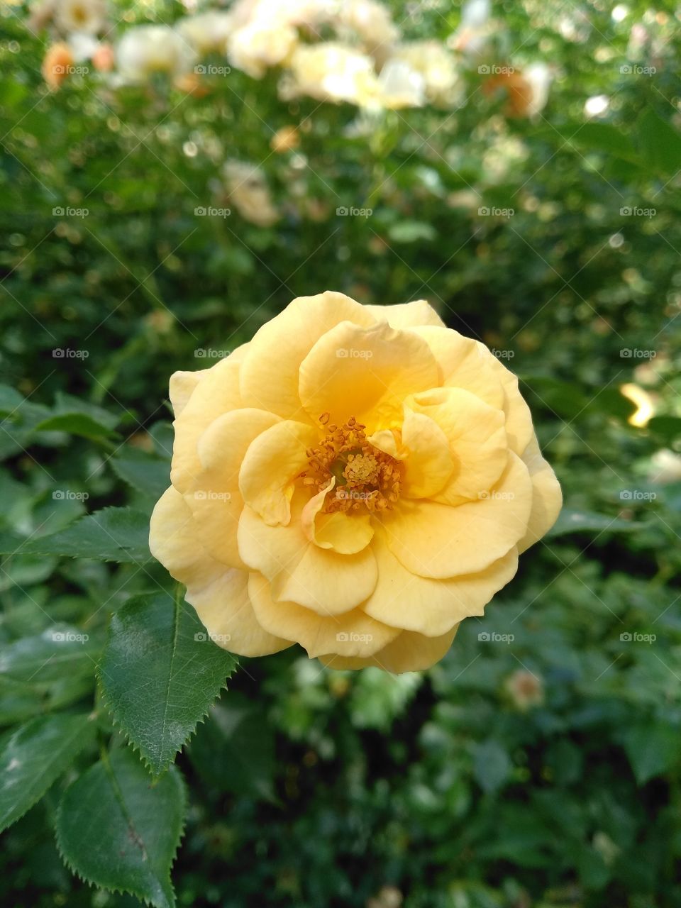 Yellow head rose