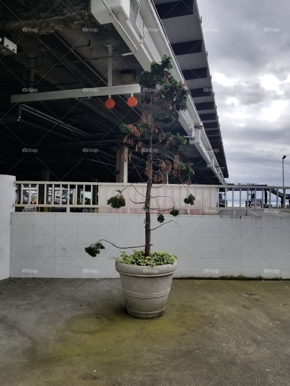 Withering Tree outside Seattle Ferry Terminal Subway