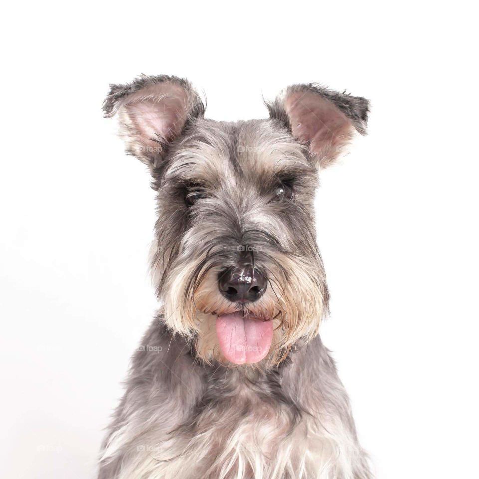 Schnauzer