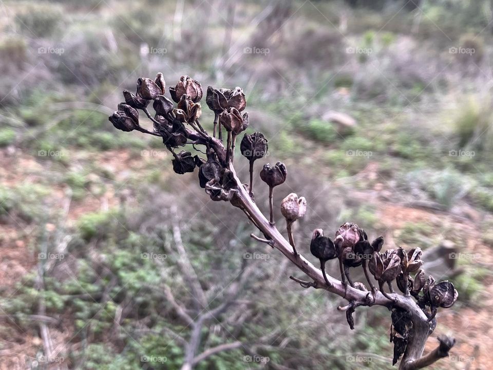 From dry flowers to seeds 