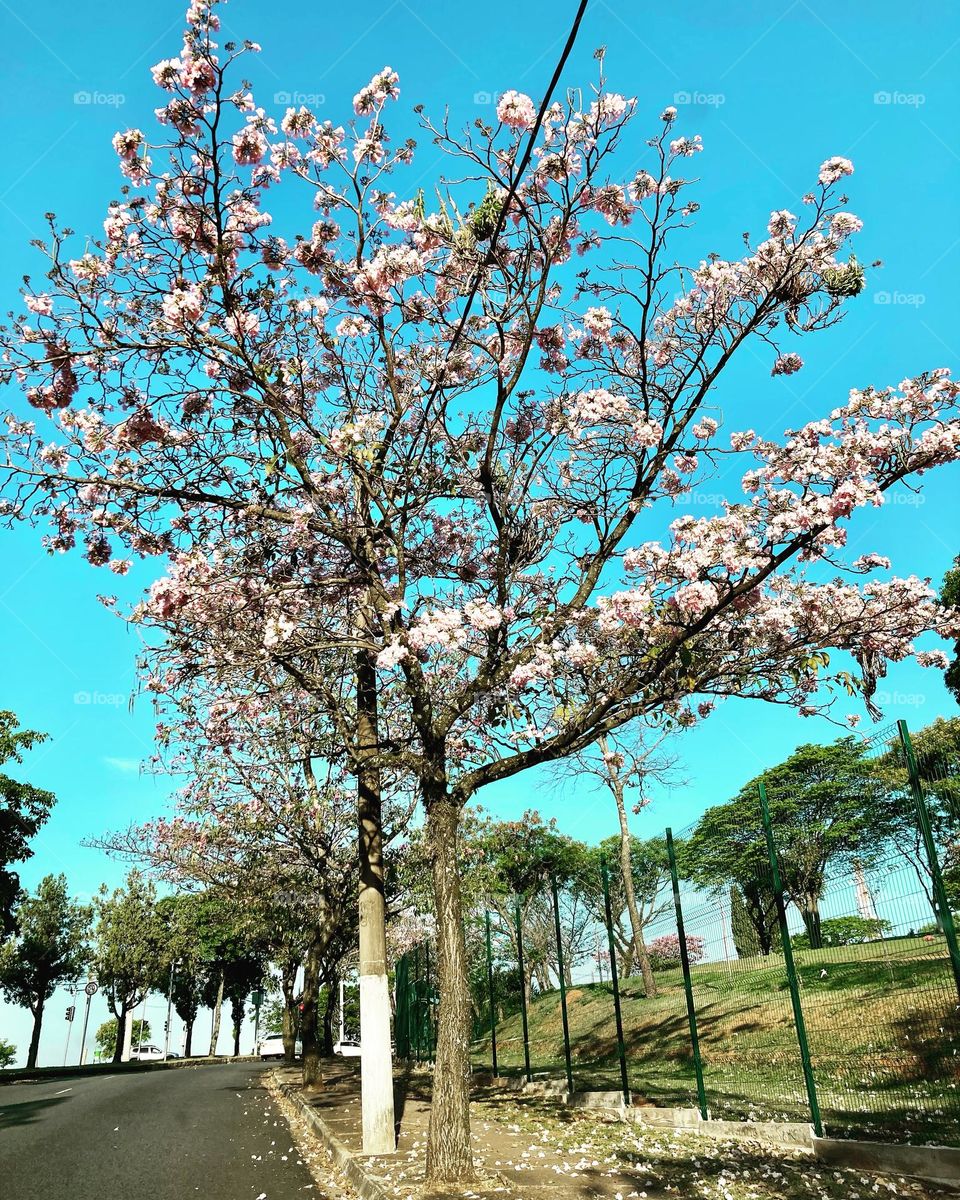 Ipês floridos muito bonitos!