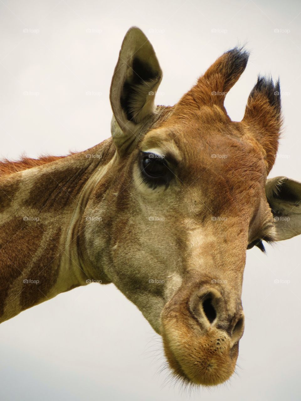 Giraffe close up at lion park in Johannesburg 