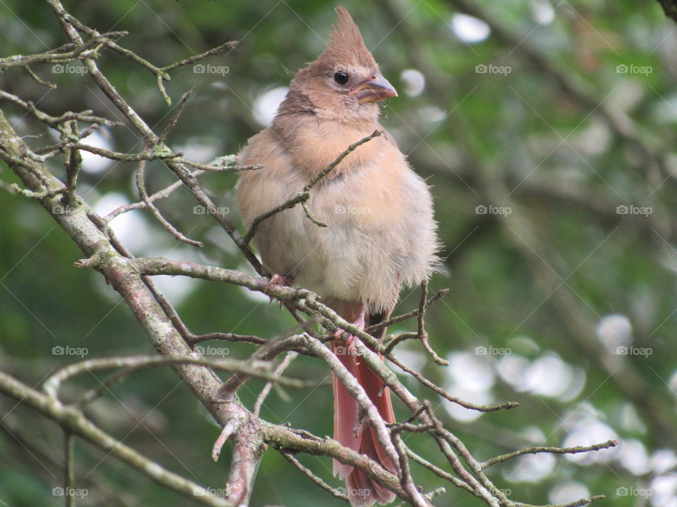 Fledgling Cardinal