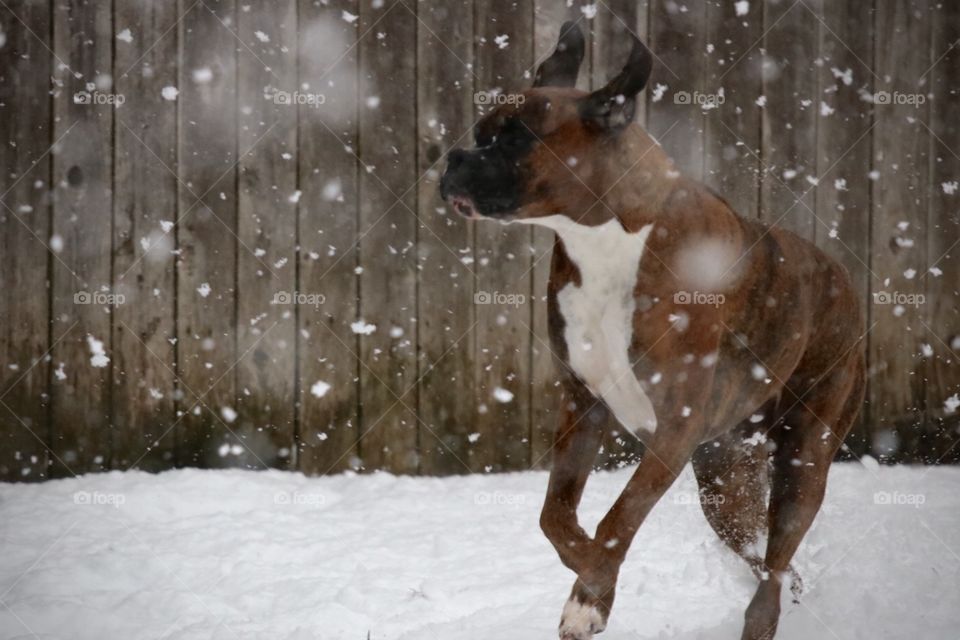 Boxer in the snow