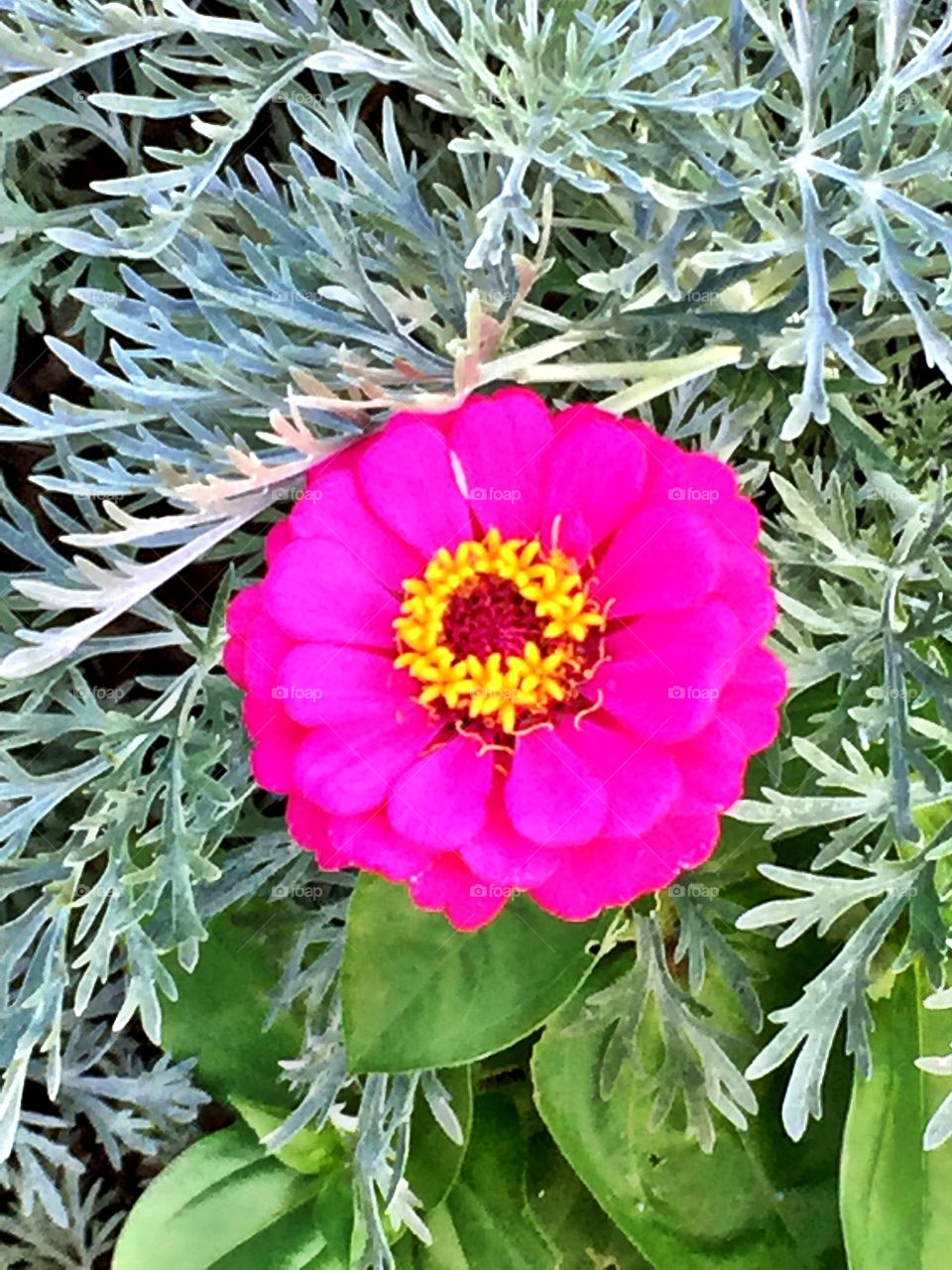 Pink vibrant flower