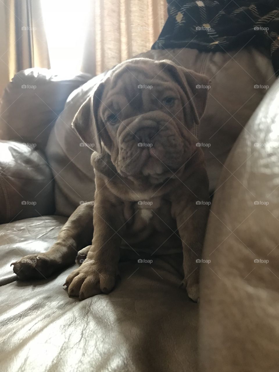 The sweetest little wrinkled bulldog puppy staring straight into the camera. 