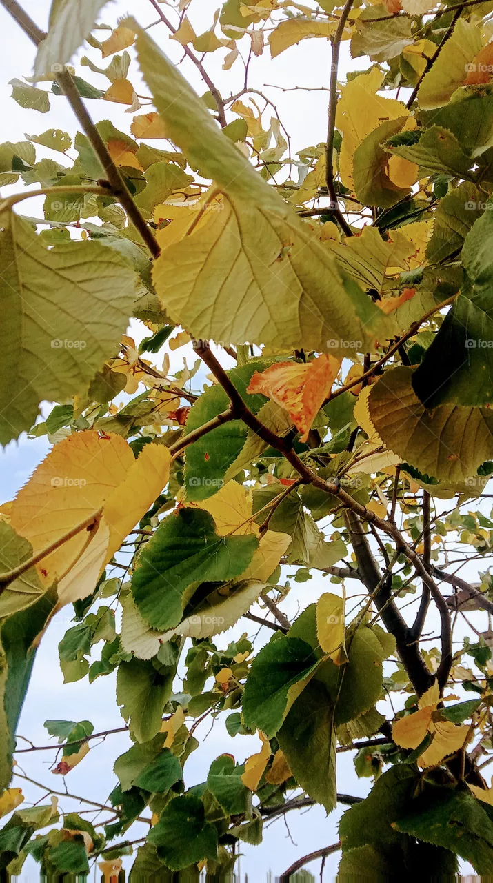 autumn