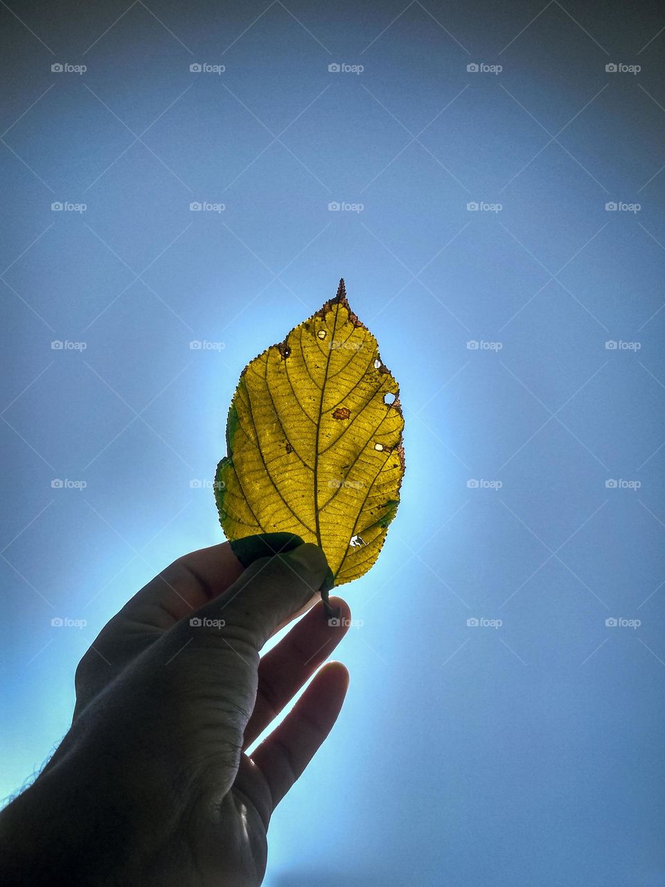beautiful leaf picture