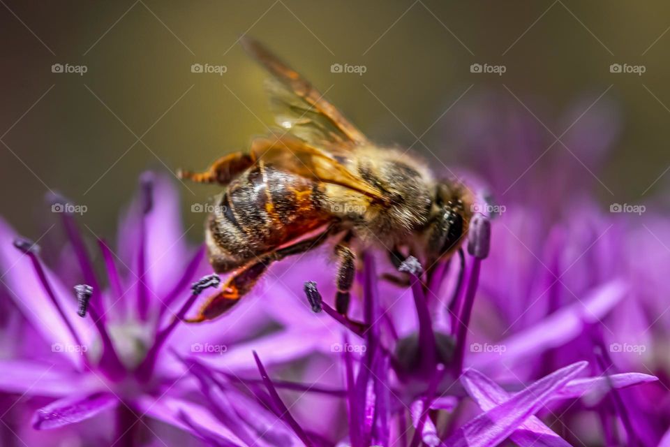 A bee rising of a purple flower