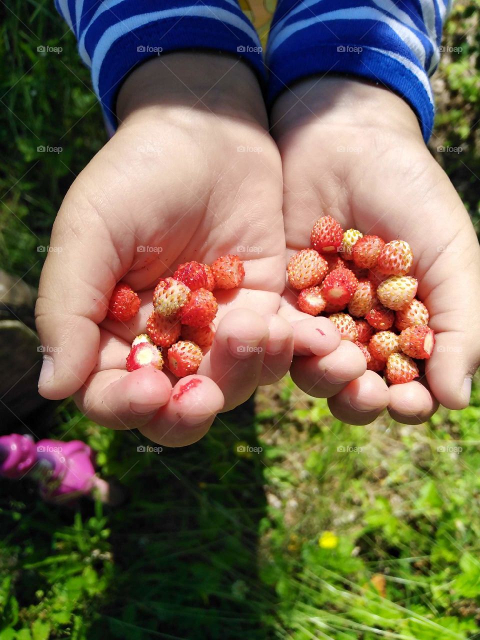 strawberry