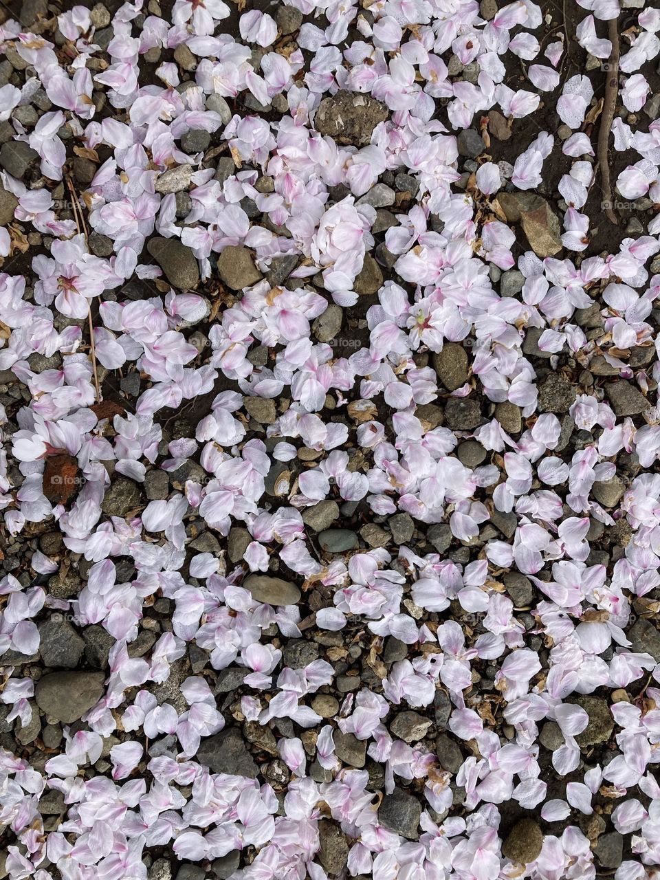 Cherry blossom petals fallen to the ground