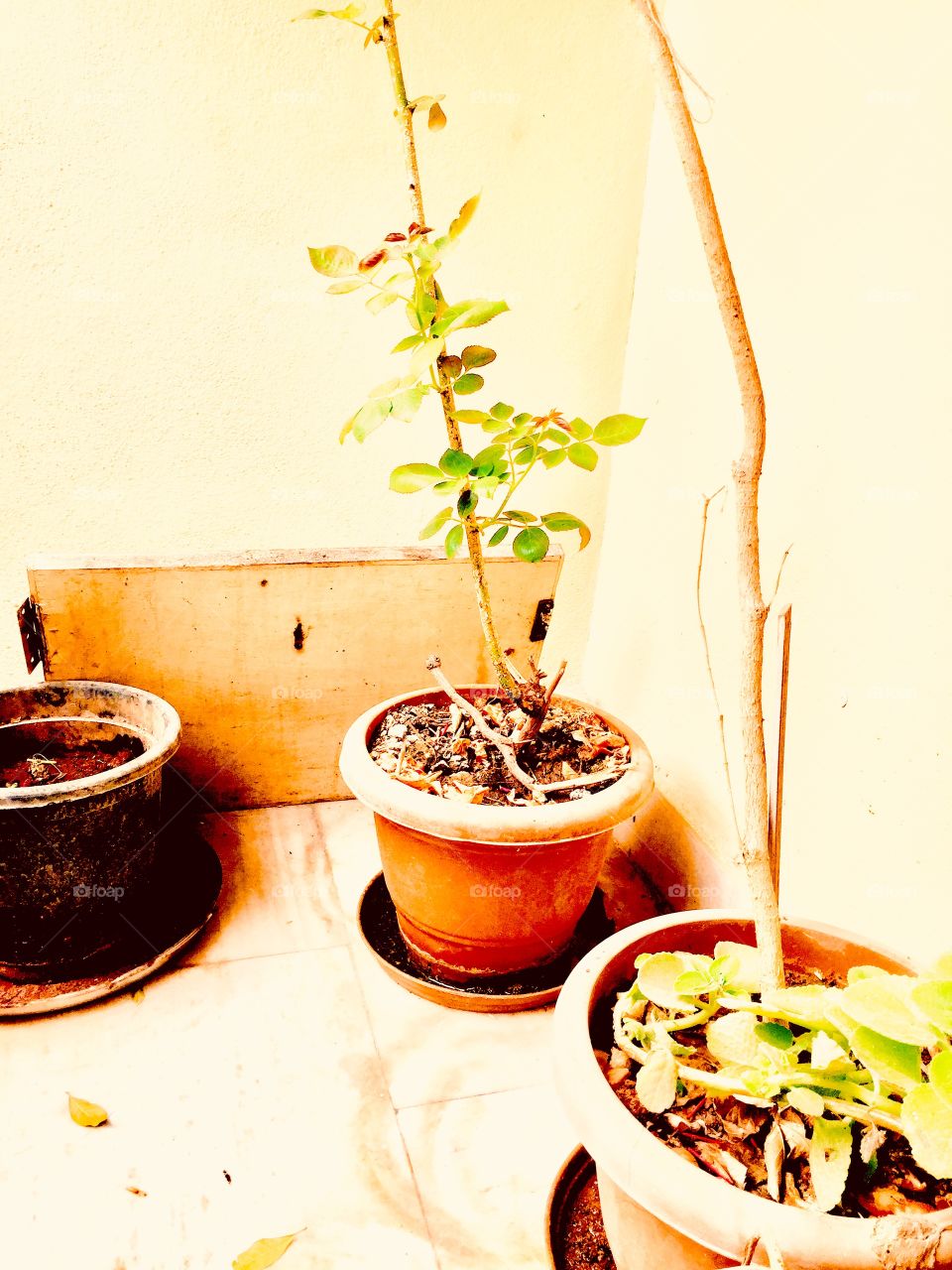 Sun shade on flower pots