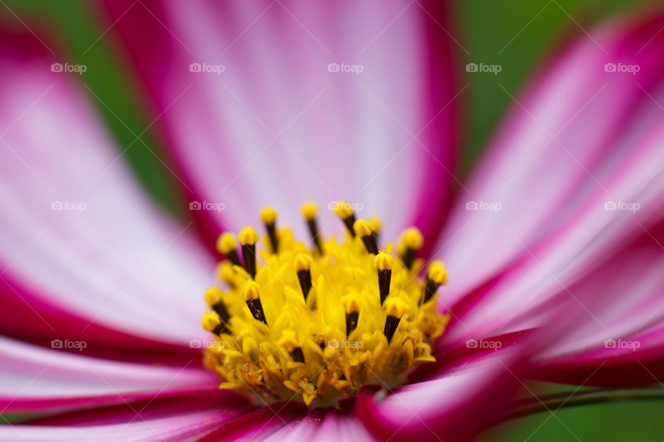 yellow core decorated with dark stamens of a bright burgundy flower