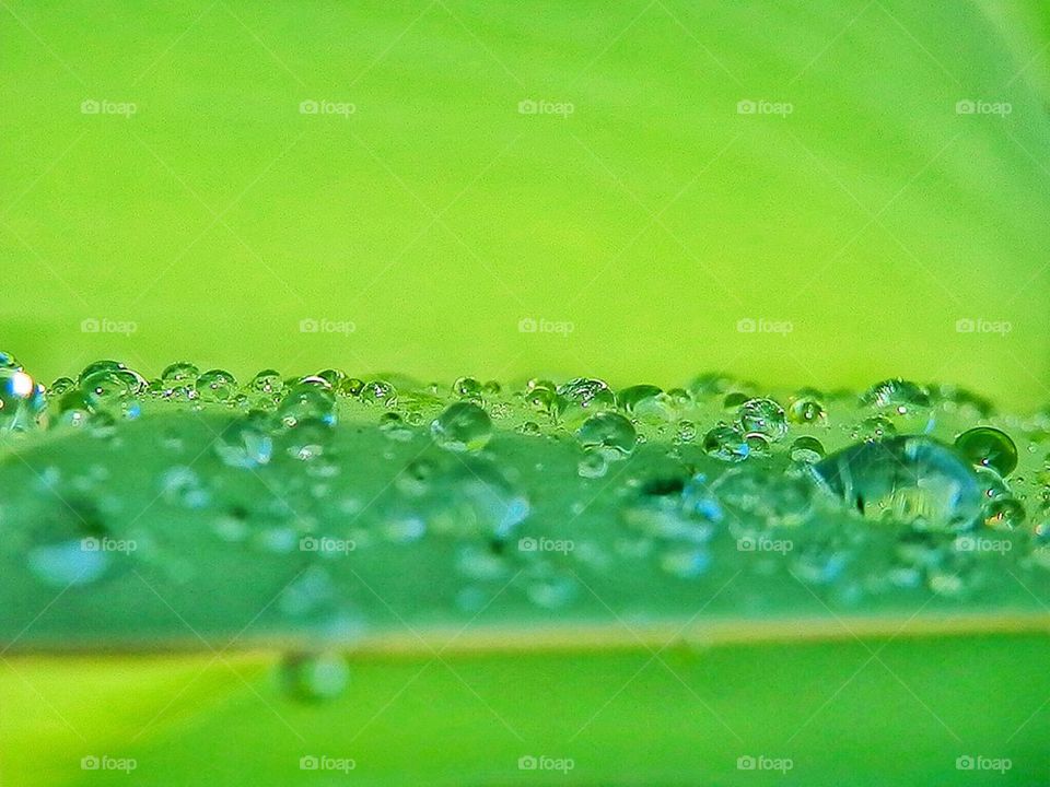Raindrops