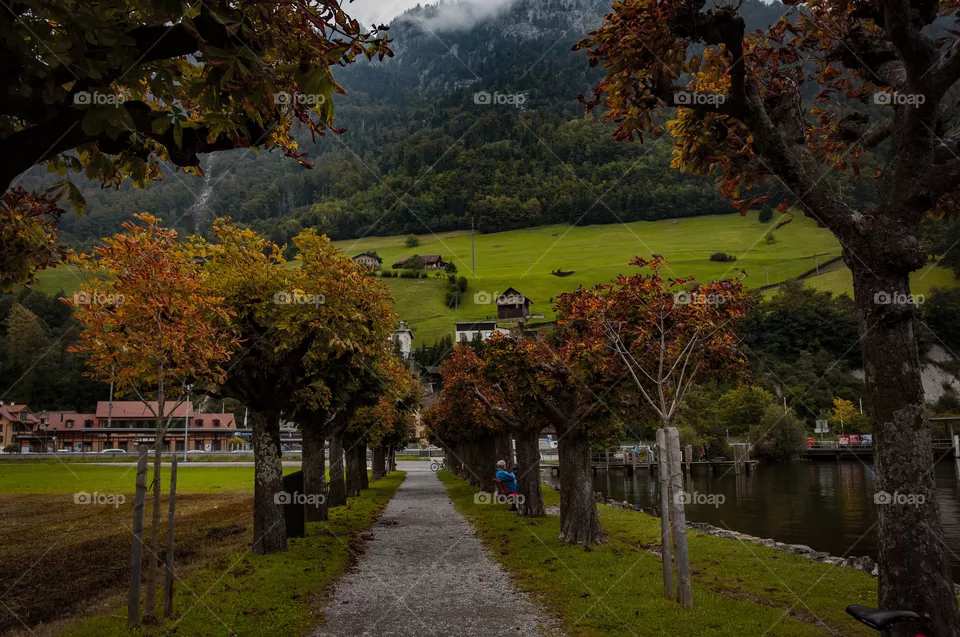 Tree rows