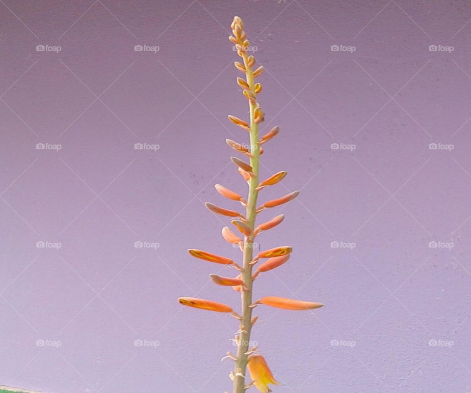 Aloe Vera Flower