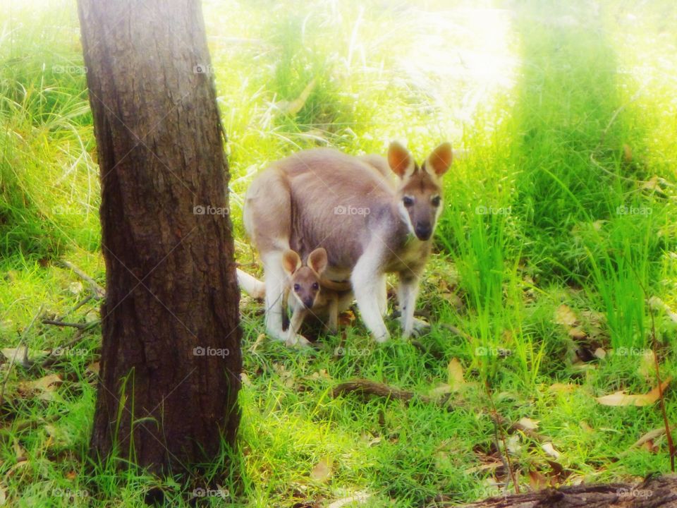 Wallaby and Joey