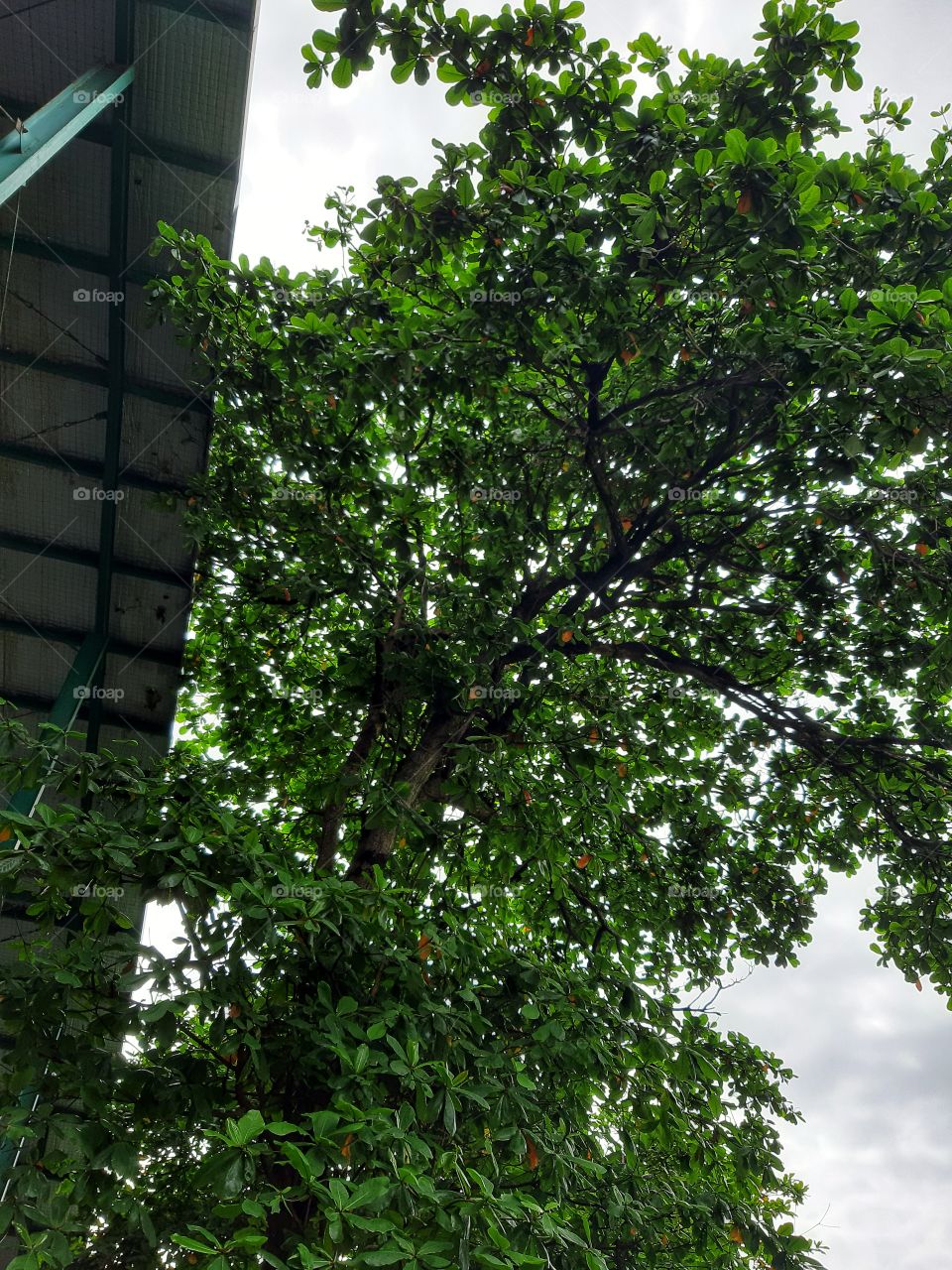 A shot of big tree beside a building. This photo was taken in a sunny day on March 24th, 2021.