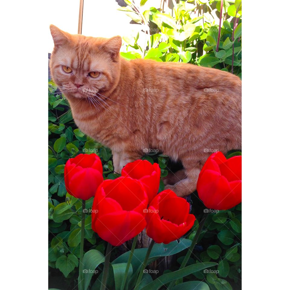 red cat and red tulips