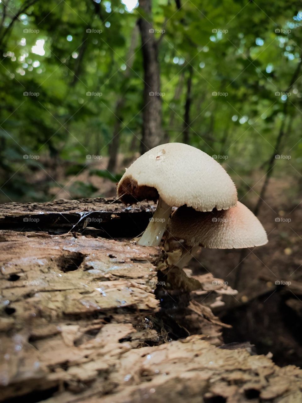 Pair of rare edible mushrooms Volvariella bombycina growths on the tree trunk close up, early autumn forest, September, wild fungus species