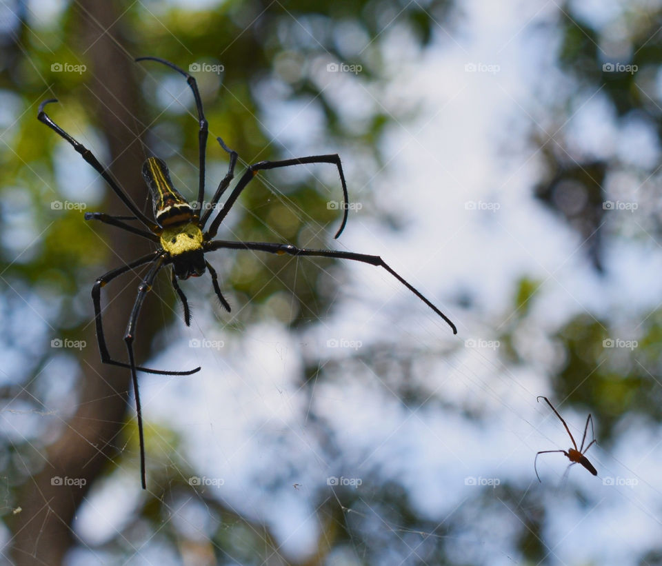 yellow spider trying to get friendly with tiny mosquito... zoomed in