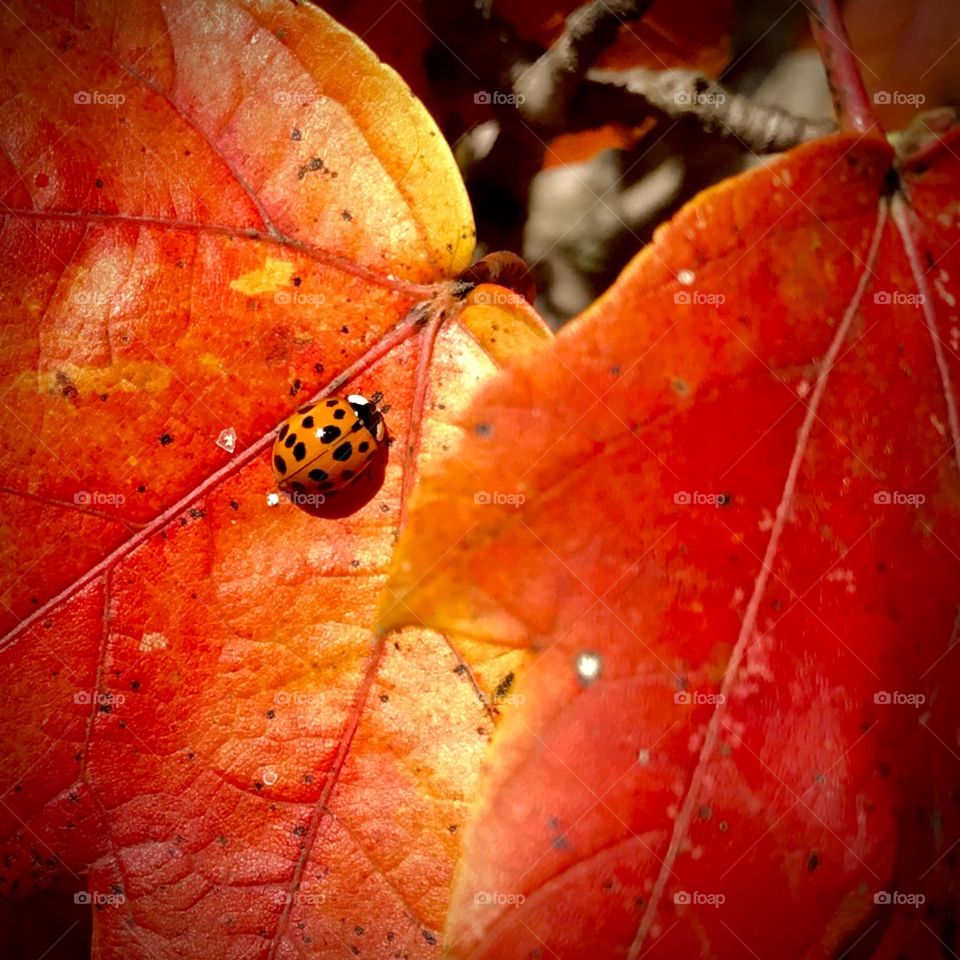 Lady bug enjoying the sun on an autumn red leaf
