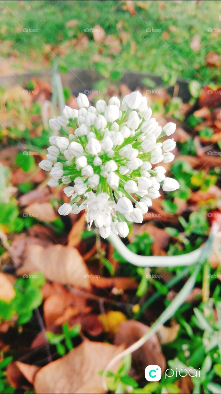 Onion flowers green leaf