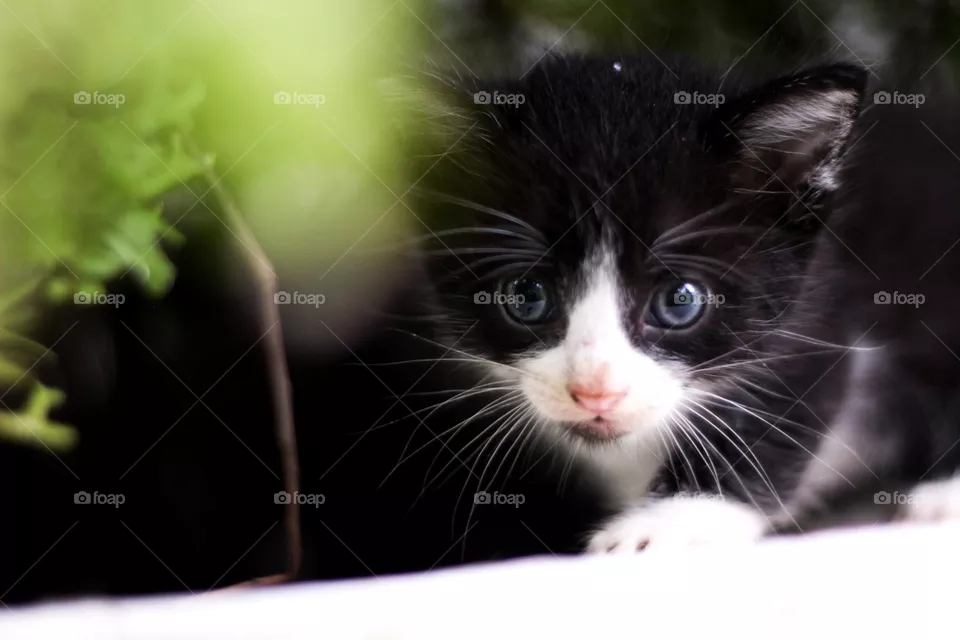 cat05