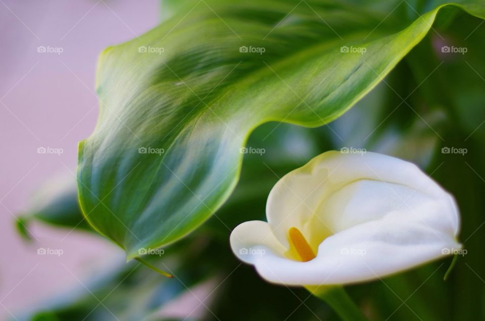 White Calla Lily